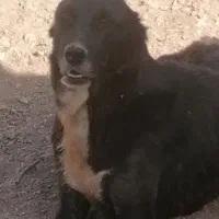 ماده افغان با 3تا توله
