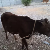گاو نر