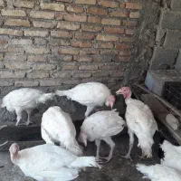 بوقلمون بیوتی