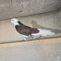 کبوتر