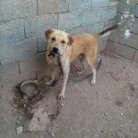 واگذاری سگ  مخصوص باغ و ویلا