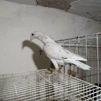 جوجه رنگی ،سار هفت‌رنگ