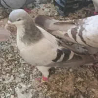 این کفترکبود بدرنگ باخت کرده کبوتر