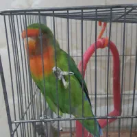 طوطی کوتوله برزیلی