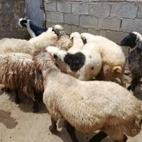 بره نر
