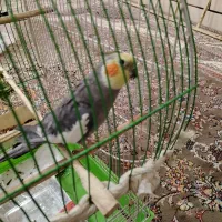 عروس هلندی آهویی سخنگو