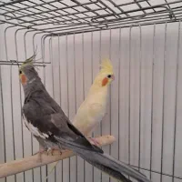 عروس هلندی نروماده