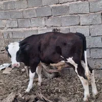 گوساله نر فروشی