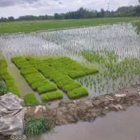 توم شیرودی
