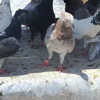 کبوتر