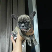 سگ فرنچ بولداگ رنگ خاص