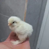 جوجه برهما