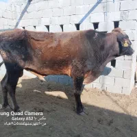 گاونر|حیوانات مزرعه|قشم, |دیوار