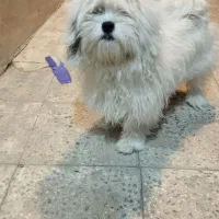 تول نژاد شیتزو