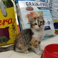 واگذاری بچه گربه ۳ماهه