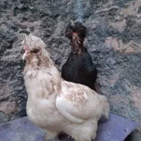 یک جفت مرغ تخم گذار