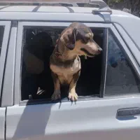سرپرستی سگ داشهوند اصیل ماده