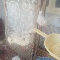 کفتر|پرنده|نائین, |دیوار