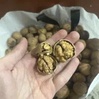 گردو پوست کاغذی آذربایجان