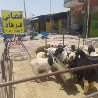 کهره بره گوشت درجه یک کوهی قیمت عمده سبک اقتصادی