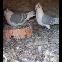کبوتر رنگی