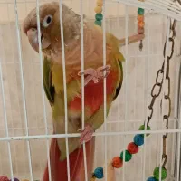 طوطی گرینچیک  بسیار سرحال