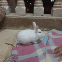 خرگوش سفید برفی