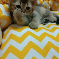 گربه بریتش ماده سیلور طلای