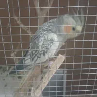 عروس هلندی ماده رام