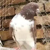 نر کبوتر گرگی سینه زرد،نر سرور پاپر گم شده