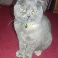 بچه گربه اسکاتیش چهار ماهه فلت