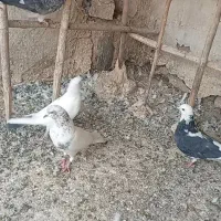 کفترخوب