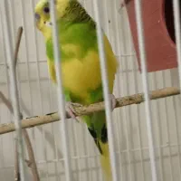 مرغ عشق
