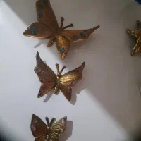 پروانه برنز