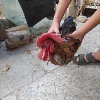 خروس