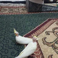 عروس هلندی