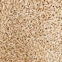 گندم دیم درجه یک بوجاری شده