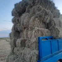 علوفه دام