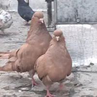 کفترزردقواره درشت. زینتی