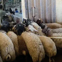 فروش دام زنده در مجتمع شیر گوشت اپامه
