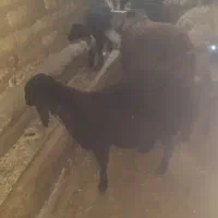 برماده شیرمست قره قزل حدودا بیست کیلو گیج شده