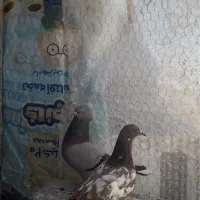 کبوتر