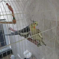 یک جفت عروس هلندی ۲ساله.