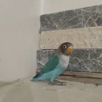 طوطی کوتوله یا طوطی برزیلی