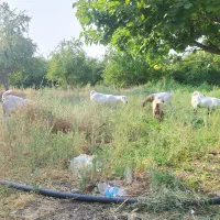 فروش چهار عدد بز. ویک عدد دوبر پاکستانی