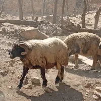 نذلغر|حیوانات مزرعه|لوداب, |دیوار