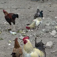 مرغ و خروس و جوجه