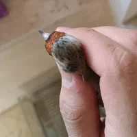 سهره ماده جوجه قفس