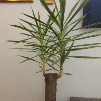 گل تنه درختی
