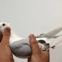 کفتر ساتن